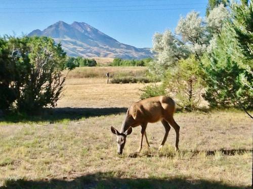 Emigrant Cabin On 10 Acres With Bbq And Peaceful Views!