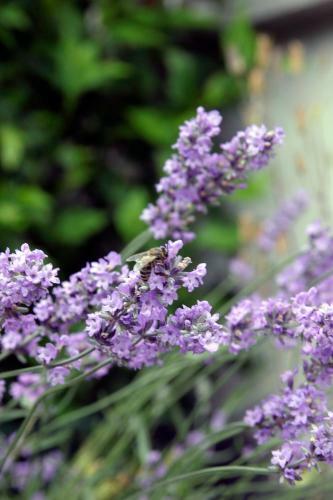Hotel Auberge Leipzig