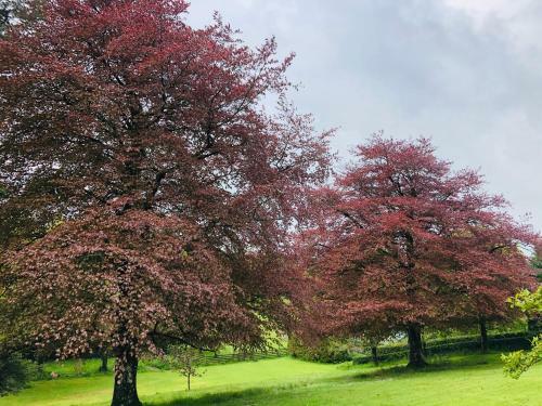 Enchanted Retreats At West Ford Devon