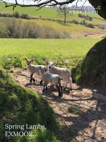 Enchanted Retreats At West Ford Devon