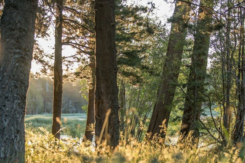 Honey Bear Lodge & Cabins