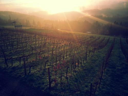Hostal Winzerei Reiterer