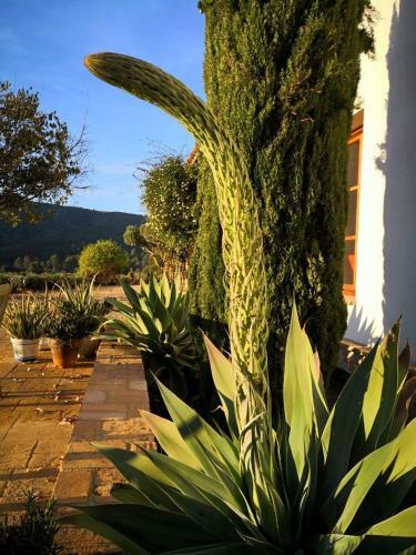 Hostal Castell De La Solana