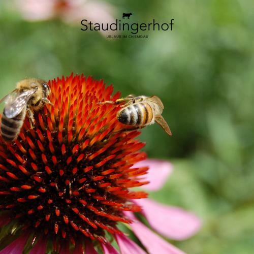 Apartamento Staudingerhof