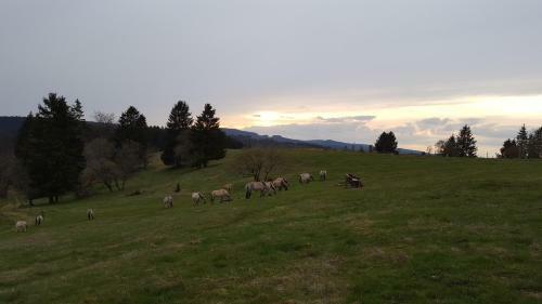 Hostal Pension & Gasthof "am Park" Ug