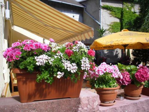 Posada Gasthaus Forelle