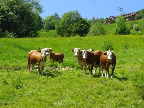 Apartamento Ferienwohnung Todtnau - Hasenhornblick