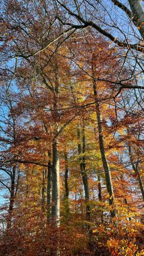 Bed & Breakfast Haus Kristal