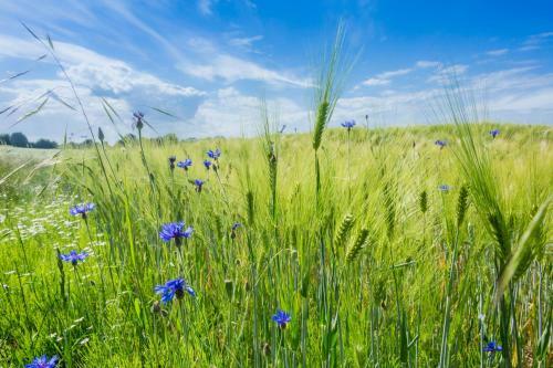 Uriges Tinyhouse Nahe Der Ostsee