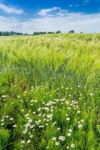 Uriges Tinyhouse Nahe Der Ostsee