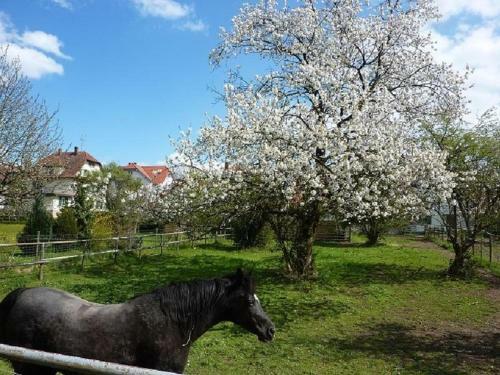 Apartamento Ferienwohnung Diepold