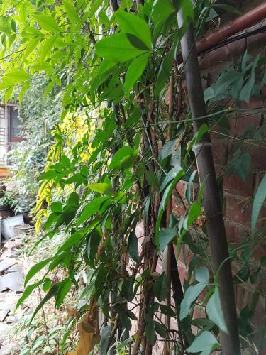 Hostal Soriwool Guesthouse