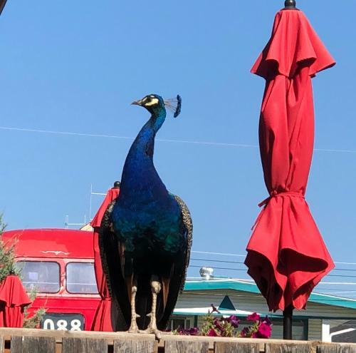 Piccadilly Motel
