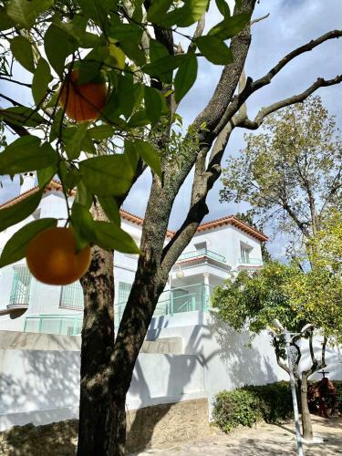 Apartamento Nuevo! Los Almendros 102 Complejo Tur�stico