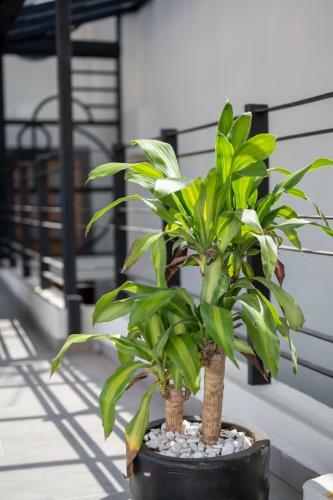 Apartamento Casa De Silva