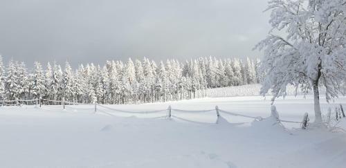 Apartamento Ferienwohnung Merle In Winterberg-altastenberg