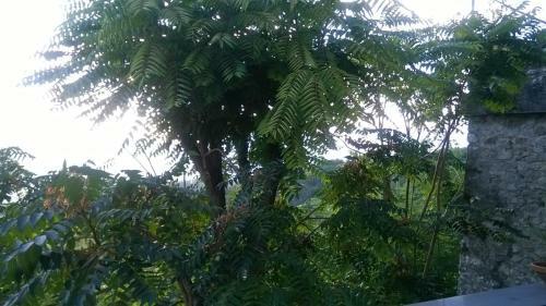 C� Feddia
