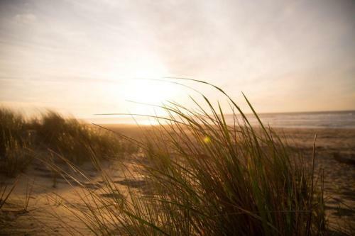 Kleine Nordseewelle Ohne Hund