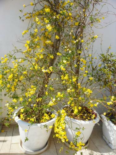 Bed & Breakfast Palazzo Antica Via Appia