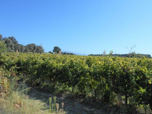 Mas Provencal Le Rocan