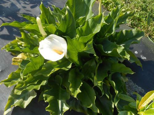 G�te Du Jardin
