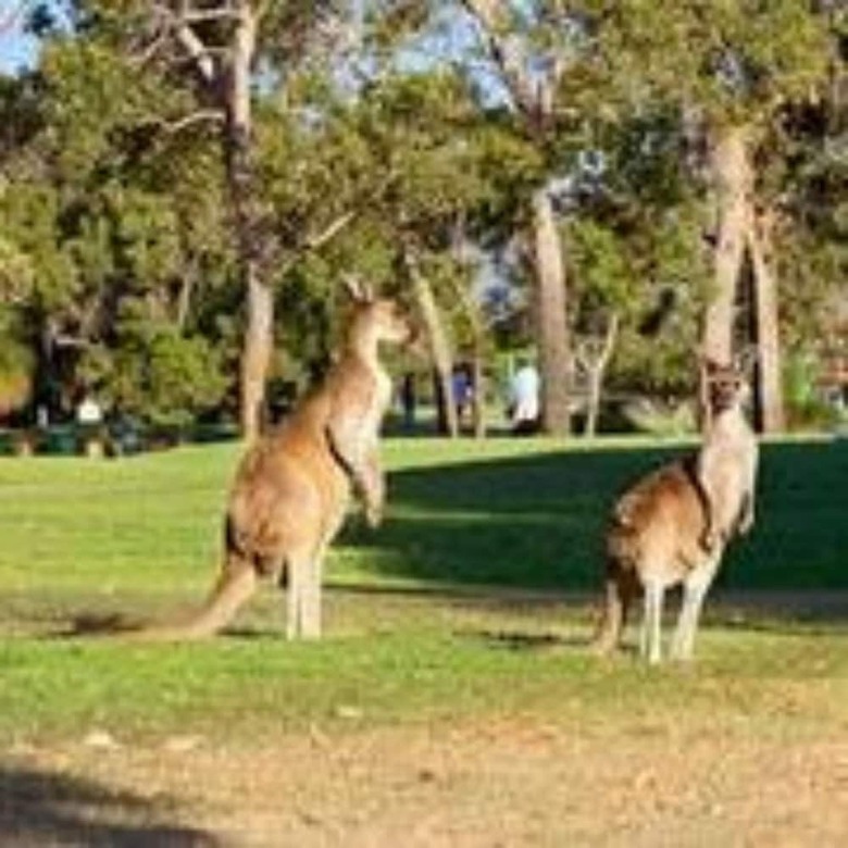 Hotel Novotel Vines Resort Swan Valley