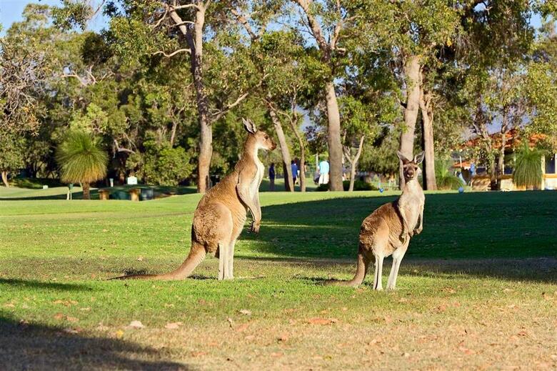 Hotel Novotel Vines Resort Swan Valley