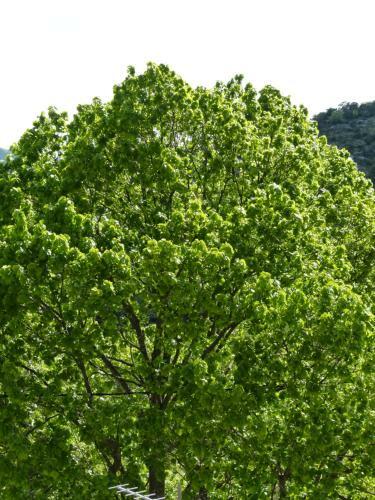 Bed & Breakfast Gite Campagnard