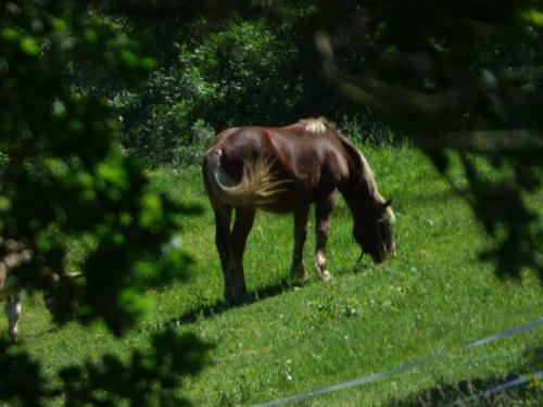 Hostal La Tiny Des 3 Pics