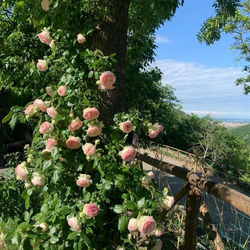 Bed & Breakfast Antico Podere San Luca