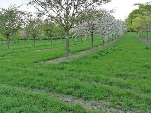 Apartamento Ferienwohnung Rosengarten