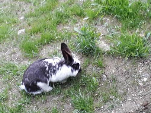 Ferienh�uschen In Niedernsill/zell Am See