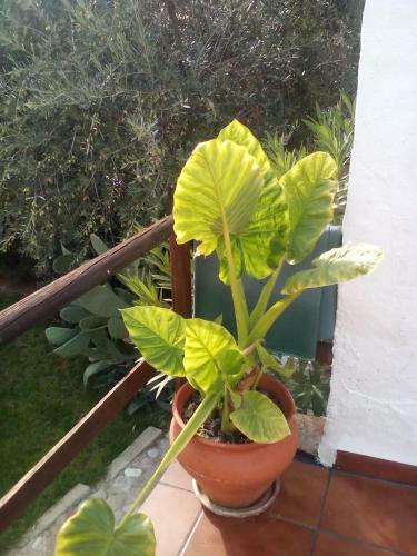 Bed & Breakfast Casa Rosa