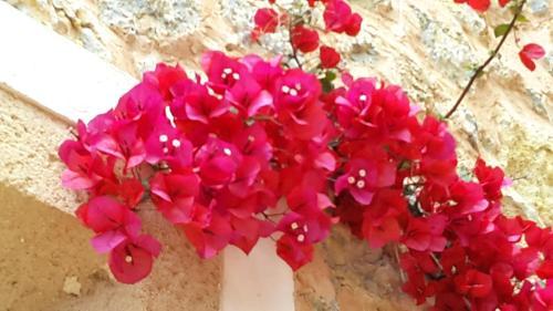 Aparthotel Can Estades