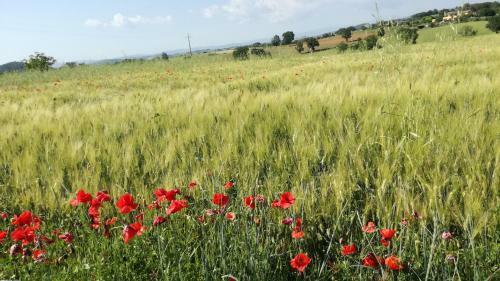 Apartamento Agriturismo Cavallin Del Papa