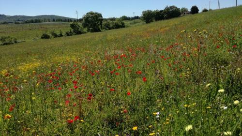 Apartamento Agriturismo Cavallin Del Papa