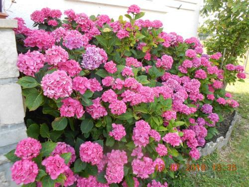 Villa Les Hortensias