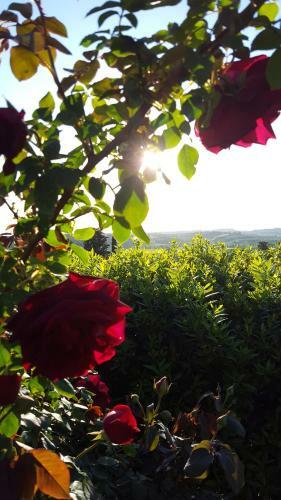 Sunset Hill - Tuscany