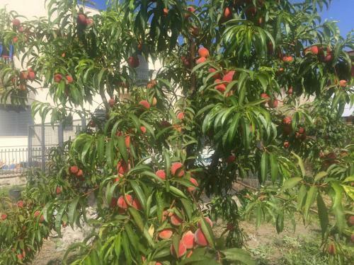 Bed & Breakfast Il Giardino Di Nonno Agostino