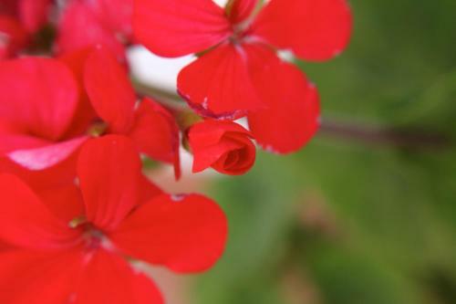 Bed & Breakfast Villa Verdesca