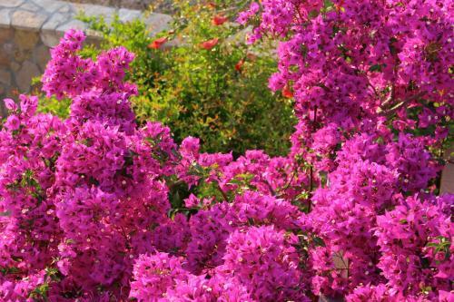 Bed & Breakfast Villa Verdesca