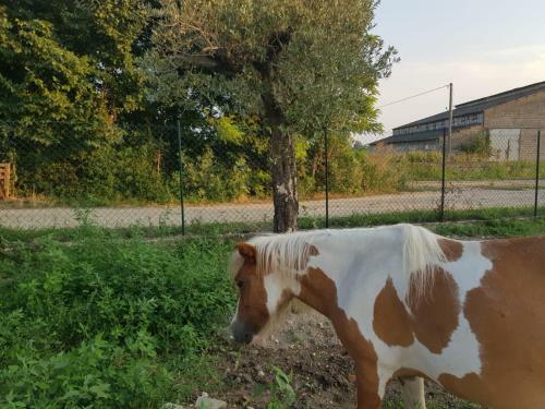 Nella Natura Del Parco Dei Colli Euganei