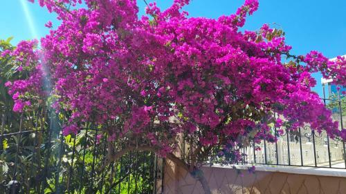 Bed & Breakfast Camelia Villa