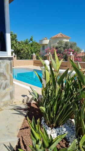 Bed & Breakfast Camelia Villa