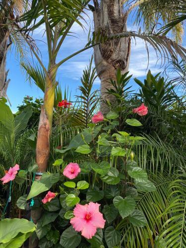 Bed & Breakfast Palm Garden Papamoa Beach Paradise