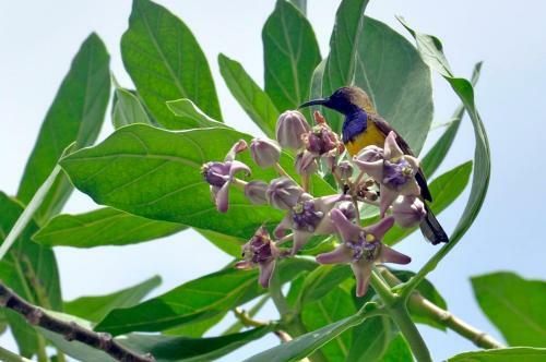 Villa Palma Gili Meno