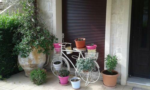 Olive Tree House