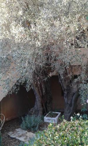 Olive Tree House