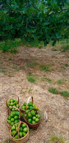 La Ginestra B&B