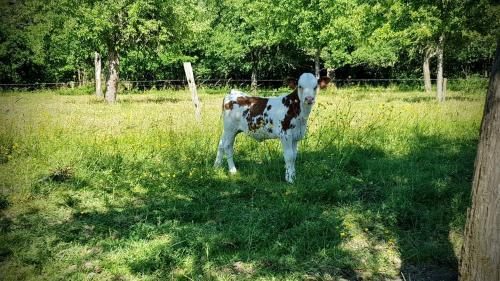 Glamping Des 2 Marguerites
